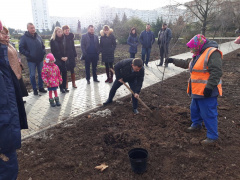 Сотрудники Гагаринского муниципального образования высадили новые деревья