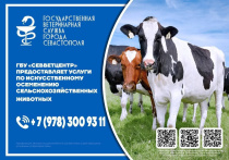 ГБУ "Севветцентр" оказывает услугу по искусственному осеменению коров.   