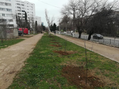Более 500 деревьев и 50 тыс. цветов высажено в текущем году в Гагаринском районе