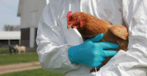 В осенний период 2022 года возрастает уровень угрозы заноса и широкого распространения возбудителя высокопатогенного гриппа птиц на значительной территории Российской Федерации